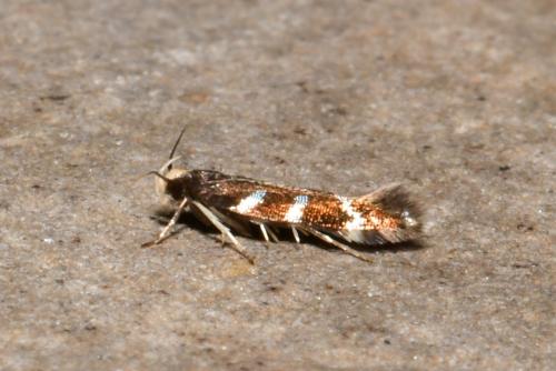 Eulamprotes wilkella